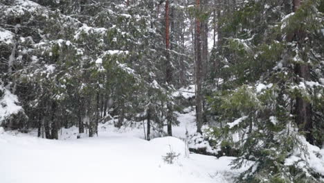 Aussaat-In-Einem-Wald-In-Zeitlupe