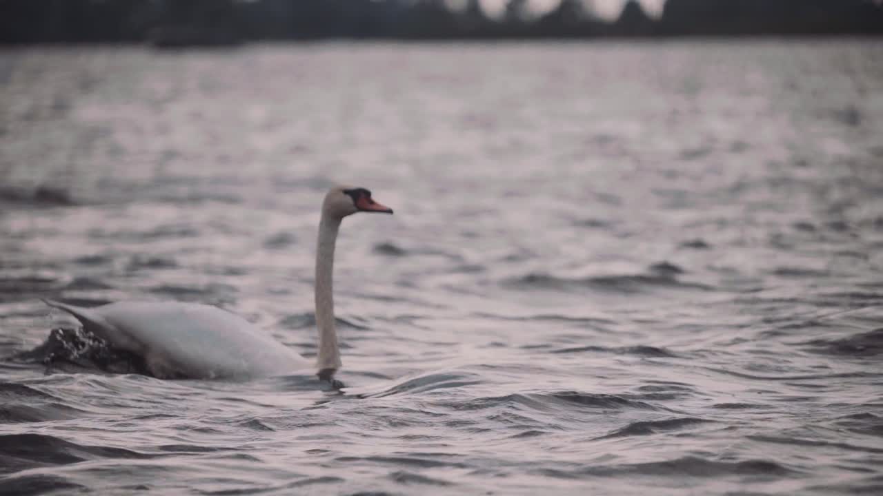 hermoso cisne blanco tomando vuelo sobre el agua -cerrar