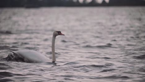 hermoso cisne blanco tomando vuelo sobre el agua -cerrar