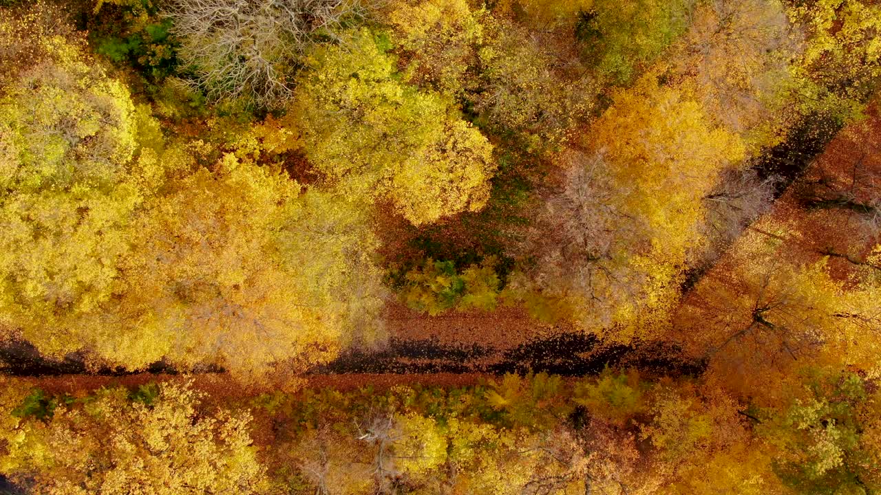 vista aérea de arriba hacia abajo del bosque de otoño con árboles verdes y amarillos