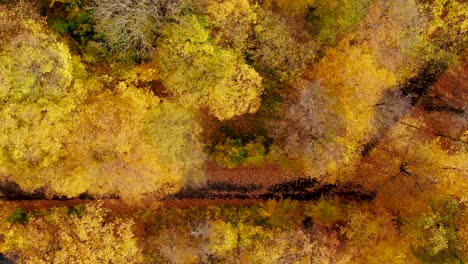 aerial top down view of autumn forest with green and yellow trees