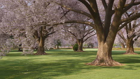 Cherry Blossom Trees in a Green Park