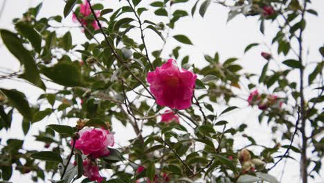 a vibrant camellia in full bloom with soft petals and rich details. captured in 4k slow motion, this shot showcases the elegance of nature and botanical beauty.