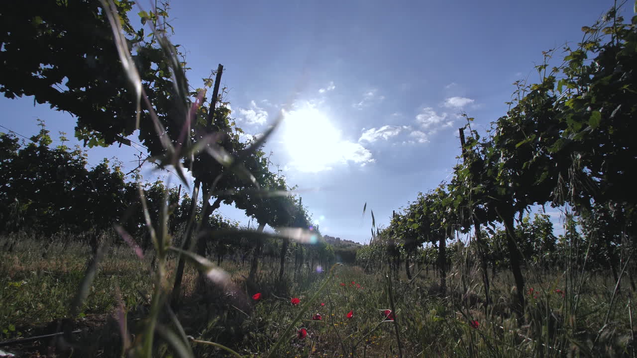 Many rows of grapevine plants growing in a field, together with grass and poppies