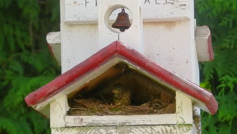 junco-vogel in einem nest in einem vogelhaus