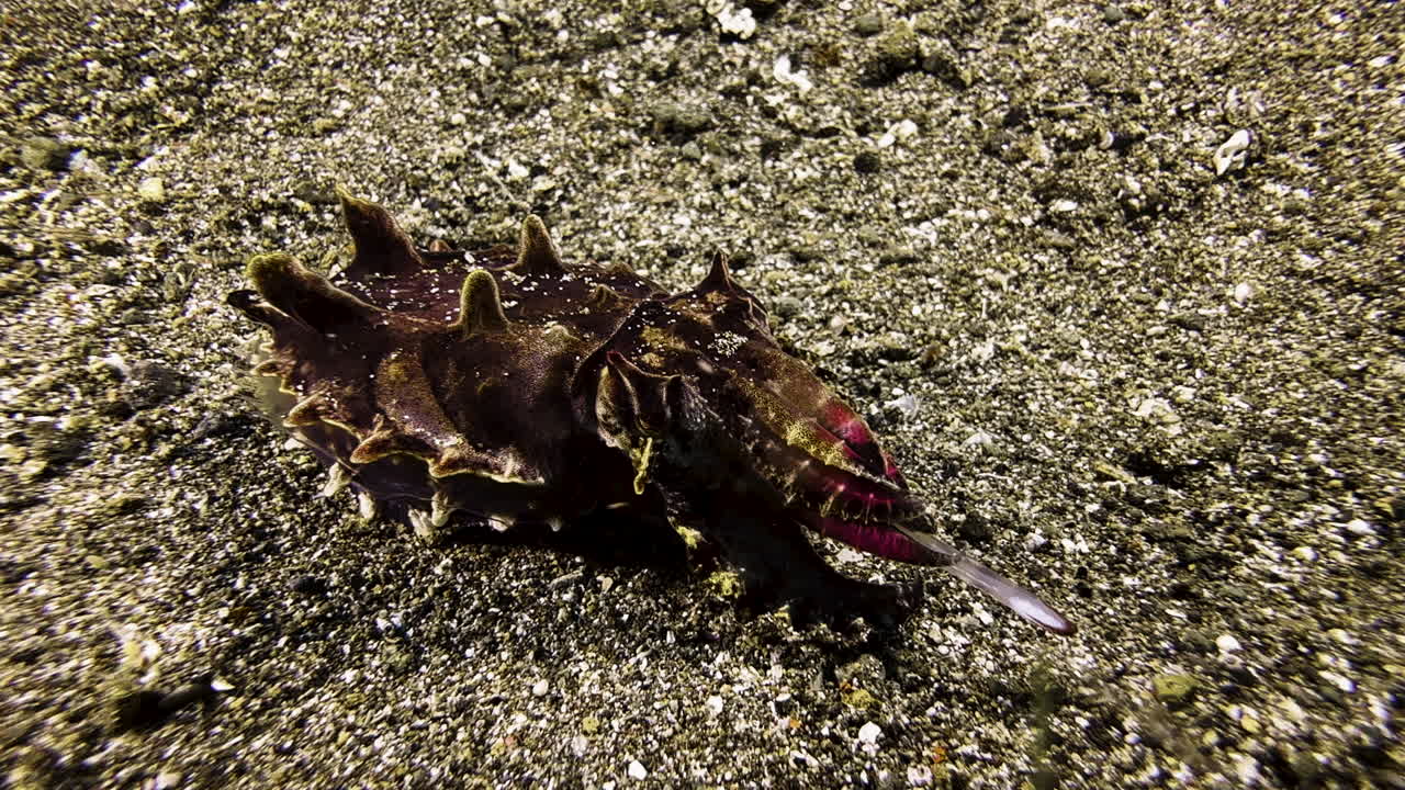 Flamboyant cuttlefish moves slowly across the sandy seabed towards camera, its body a muted color. It slowly extends its sticky tongue and quickly retracts it, trying to snatch prey
