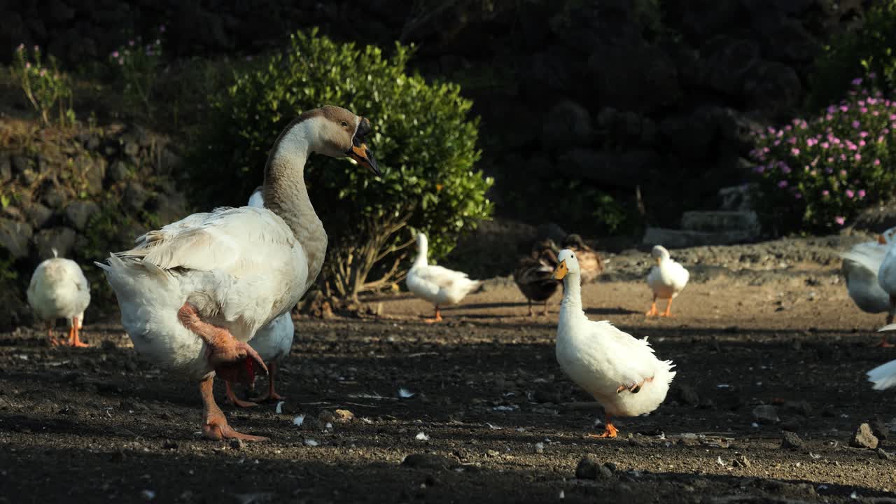 fotografía estática en cámara lenta de patos balineses corriendo en manada en el lago volcánico de batur danau batur