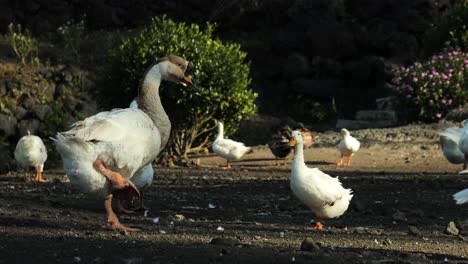 slow motion static shot of balinese ducks running in pack at volcanic lake batur danau batur