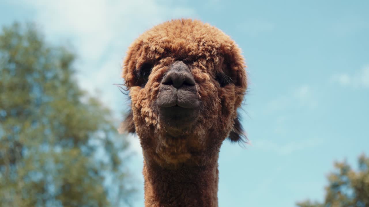 imágenes de 4k uhd de alpaca - alpacas y lama - llamas en un entorno natural