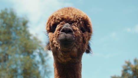 4k-UHD-footage-of-Alpaca---Alpacas-and-Lama---Lamas-in-natural-surroundings