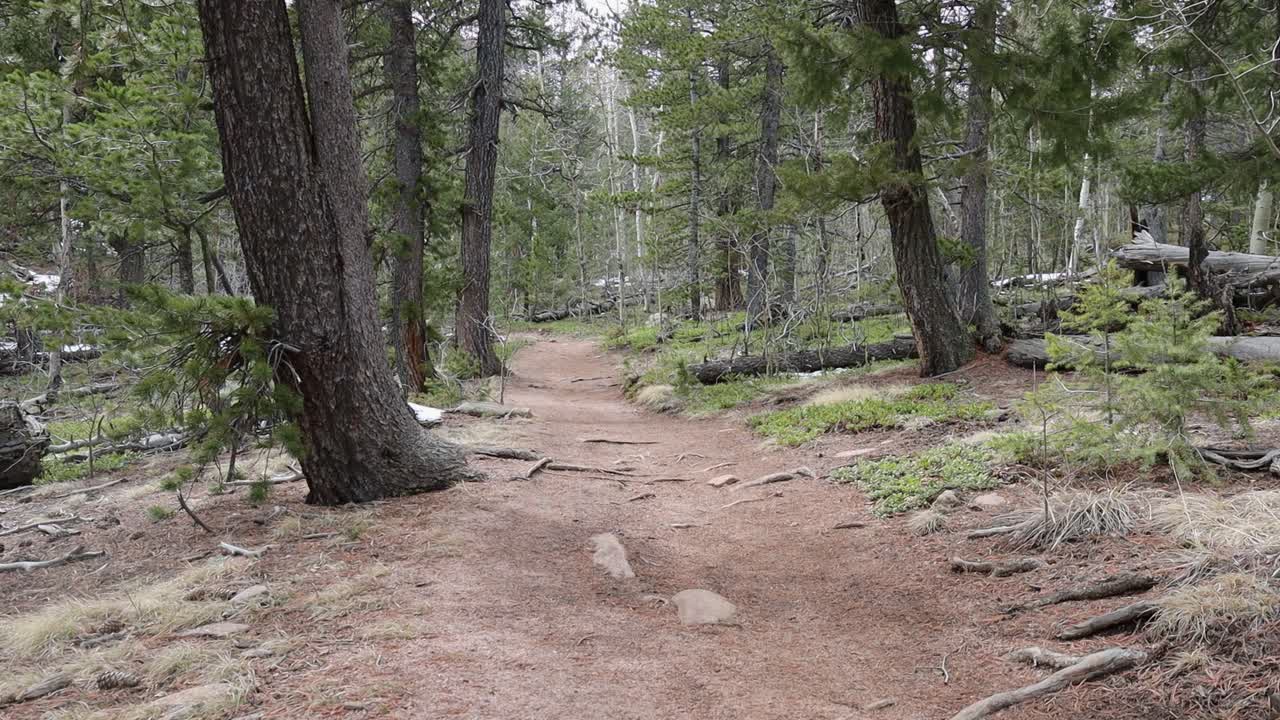 A remote mountain trail in a pine forest with a few aspens. Filmed in Staunton State Park during the spring.