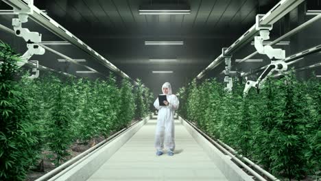 full body of asian marijuana researcher using tablet while standing in the marijuana greenhouse with smart robotic farmers