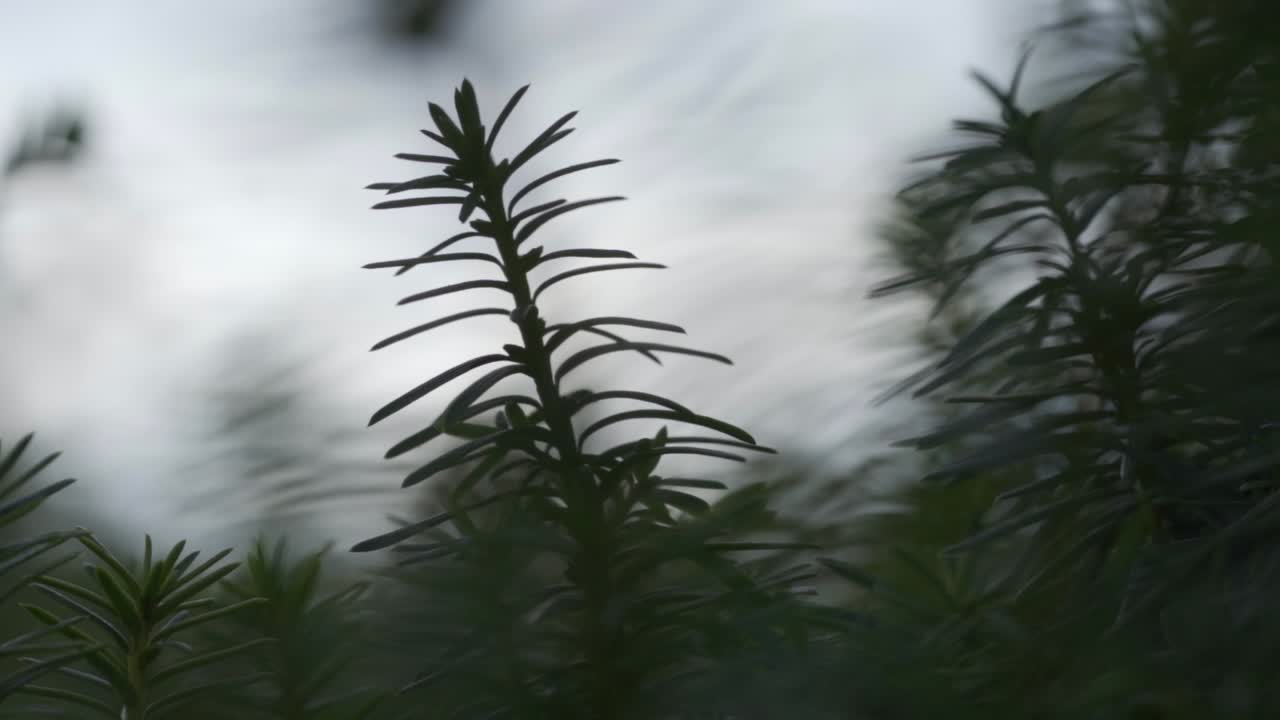 primer plano de helecho con fondo brumoso