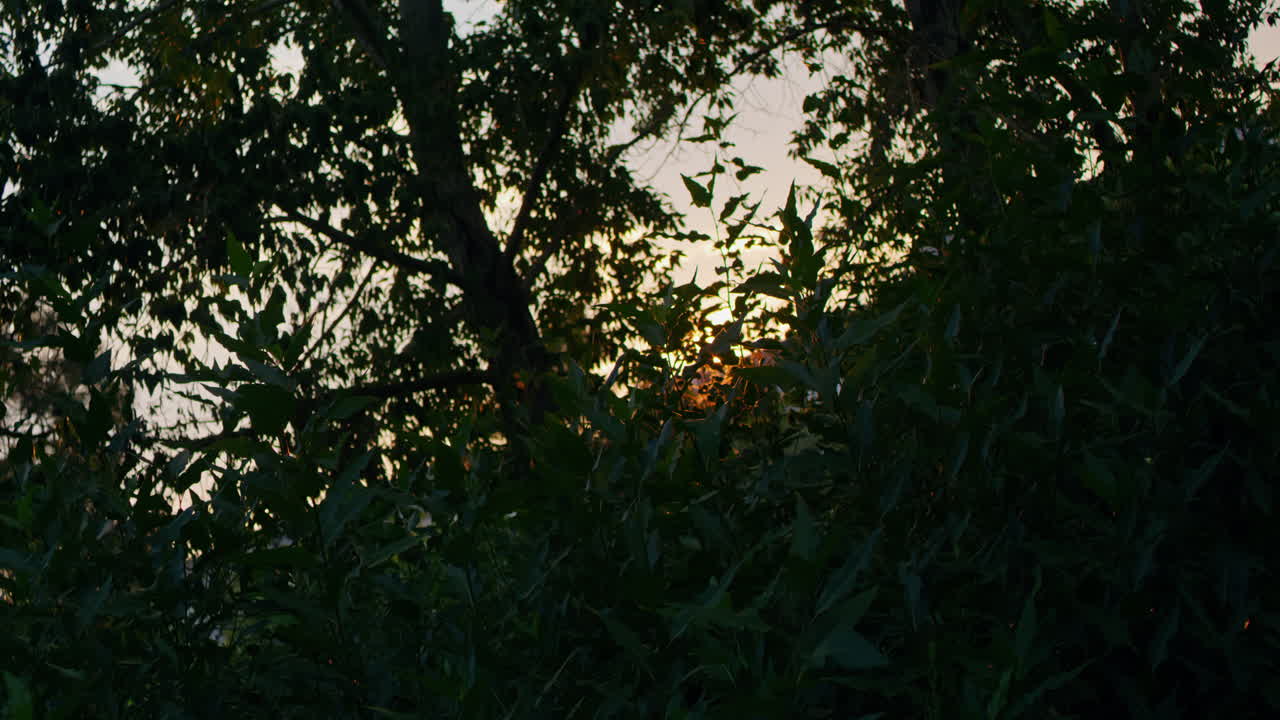 나뭇가지 사이로 엿보는 햇살의 트래킹 샷