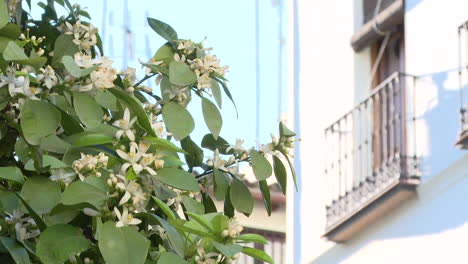orange blossoms and a city building
