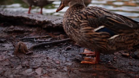 Cámara-Lenta-De-Las-Patas-De-Un-Pato-Descansando-En-La-Orilla-Con-Un-Fondo-De-Lago-Detrás