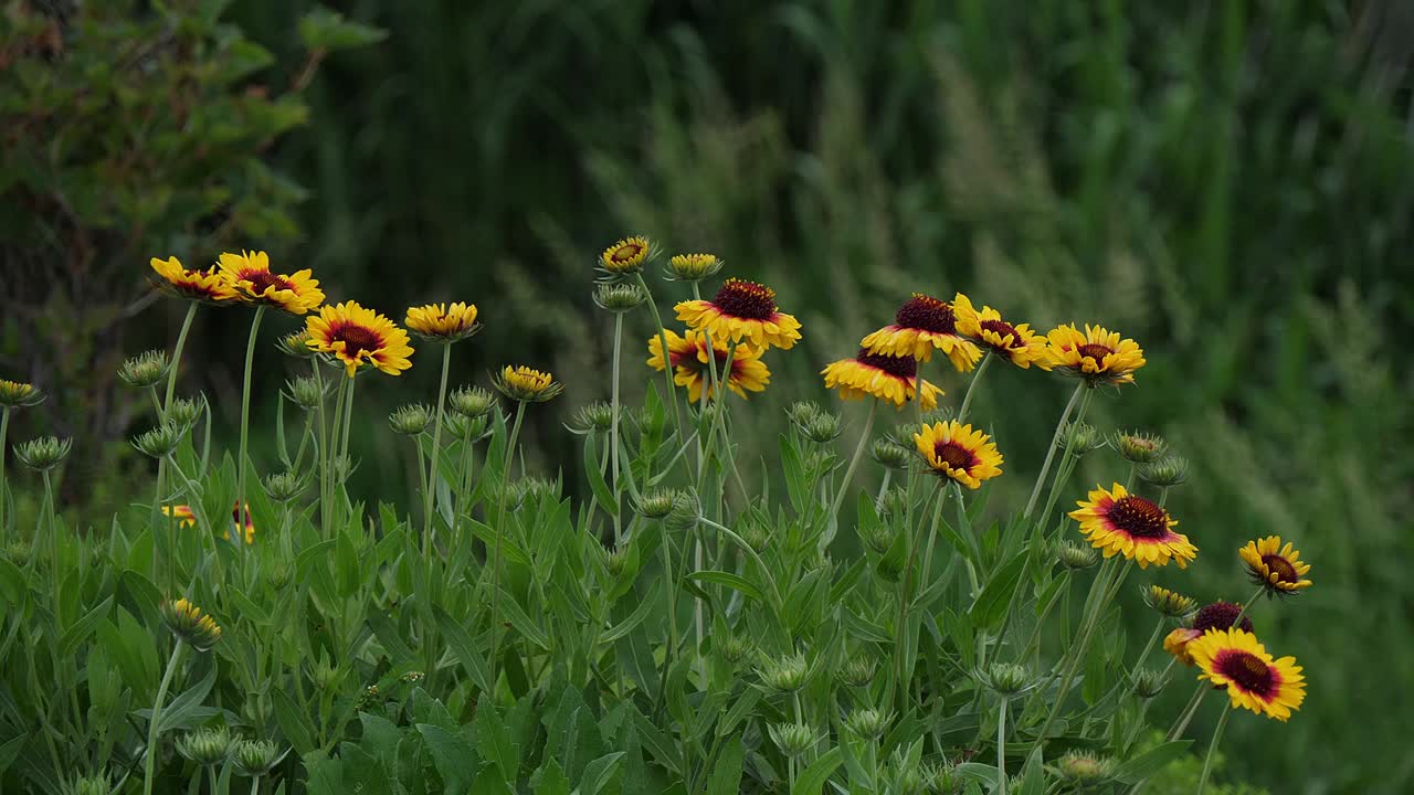Bellissimi fiori al Lago Kawaguchiko in Giappone