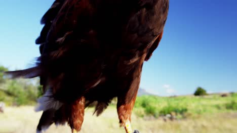 águila halcón posada en la mano del hombre