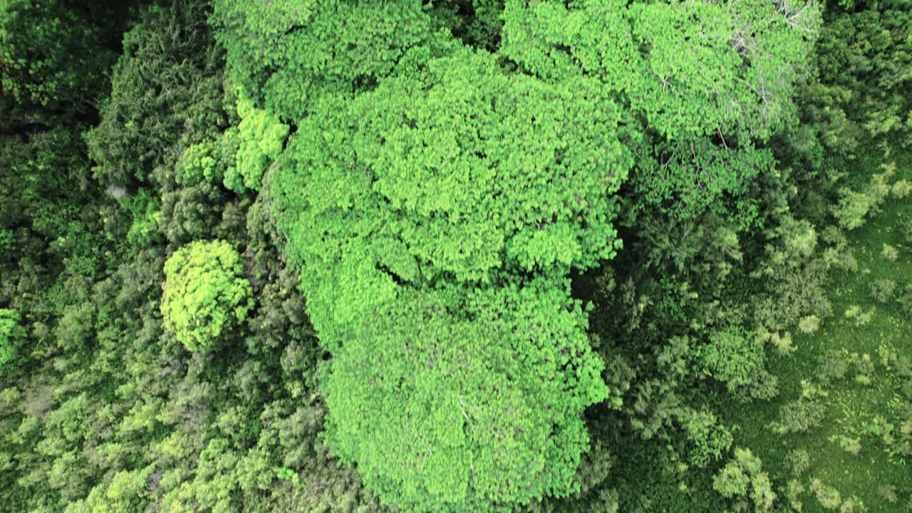 exuberante selva tropical verde, biodiversidad, global, cambio climático, sumidero de carbono, aéreo de arriba hacia abajo