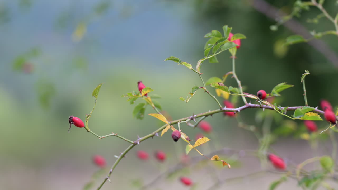 Rosehip branch with red berries and green leaves
