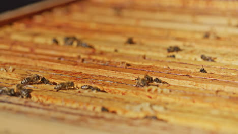 Arbeitsbienen-Auf-Waben-Im-Bienenstock