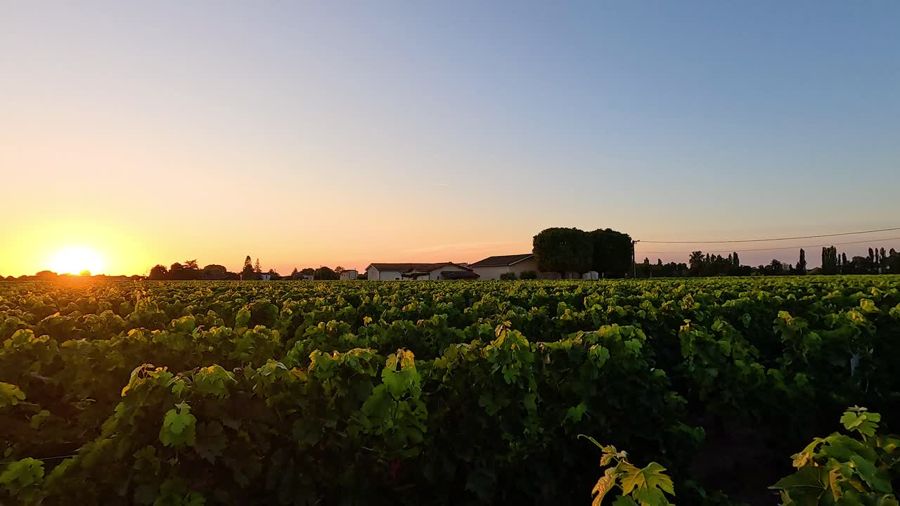 Sunset casting golden light on vineyard