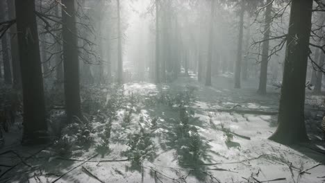 winter-snow-covered-forest-on-a-cloudy-day