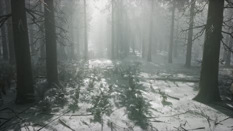 winter snow-covered forest on a cloudy day