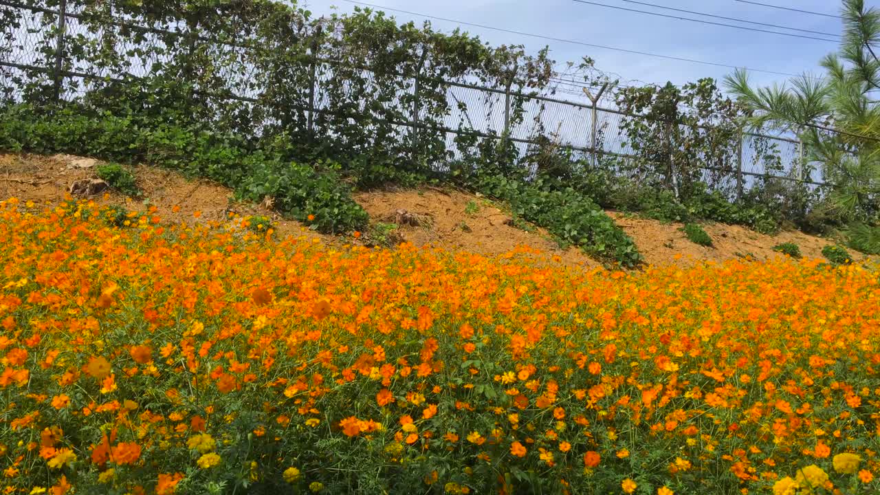 Flowers shake near barbed wires and a guard post at Imjingak by the DMZ overlooking North Korea, in Munsan, Paju, Gyeonggi-do, South Korea