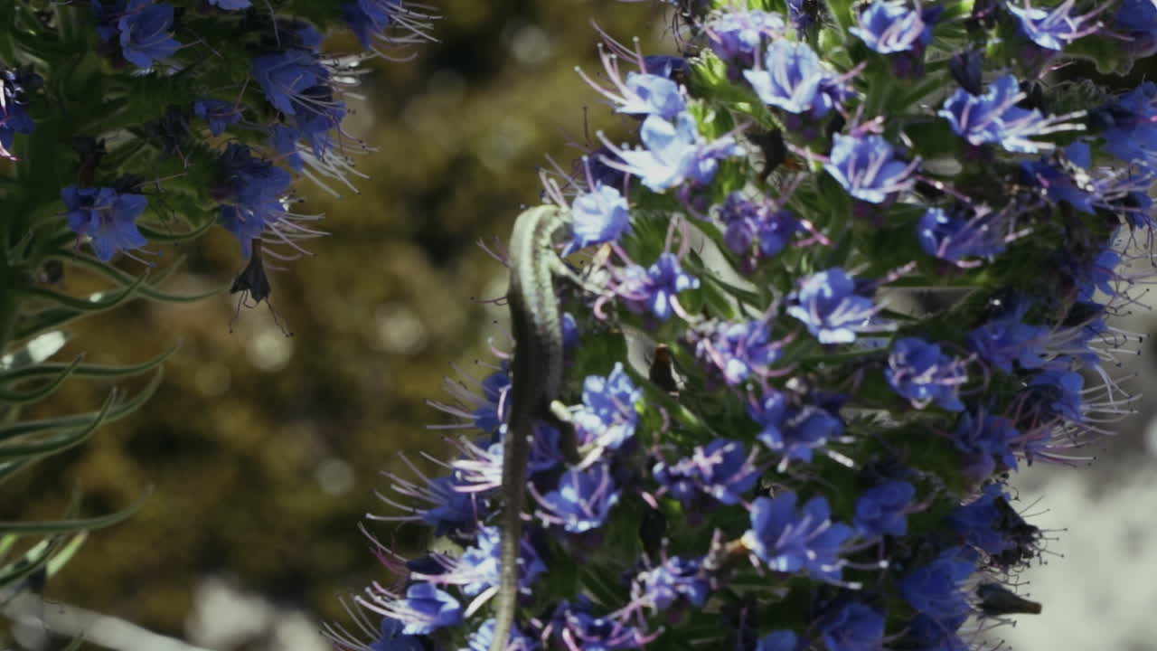 마데이라 꽃, echium candicans의 아름다운 자부심에 도마뱀 가까이