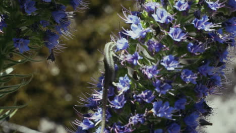 primer plano de lagarto en el hermoso orgullo de la flor de madeira, echium candicans