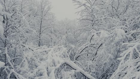 winter nature with tree branches densely covered with fresh snow