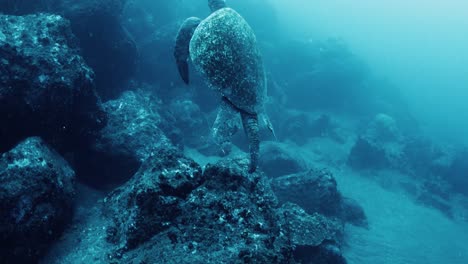 turtle rising from ocean bed to the surface