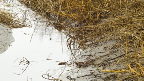 Dry-ditch-with-dark-water,-beige-reed-steams,-reed-plants-near-the-lake-Liepaja-coastline,-calm-sunny-spring-day,-closeup-shot