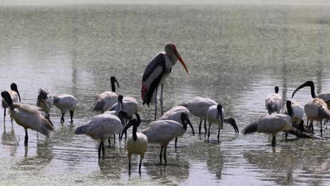 birds wading and feeding in shallow waters