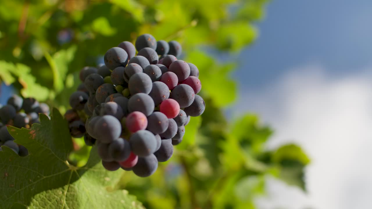 uvas maduras colgando de un viñedo en un día soleado