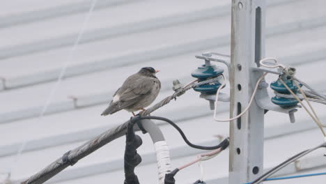 pájaro solitario tordo oscuro posado en postes de líneas eléctricas durante el día en tokio, japón
