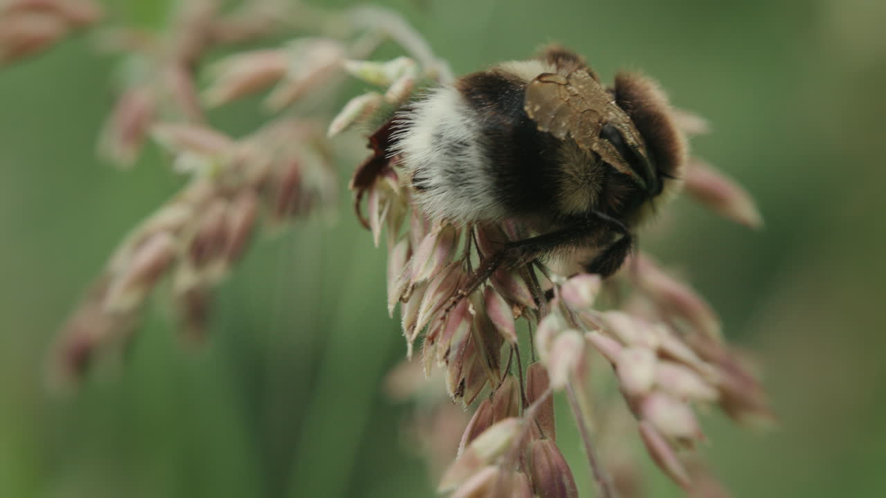 Large bumblebee climbing over long grass, macro closeup