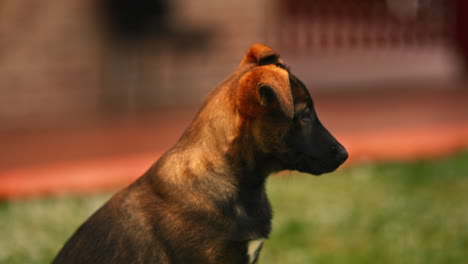 belgian malinois puppy close up portrait shot