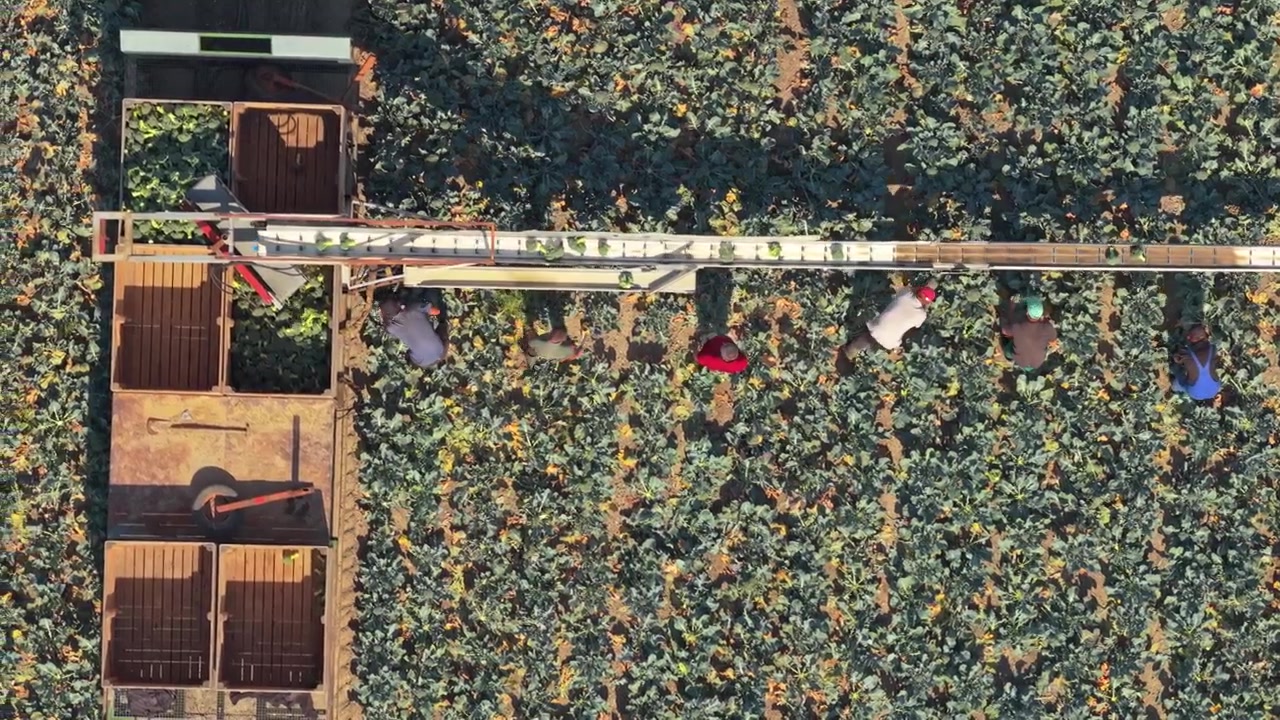 Aerial View of Farm Workers Harvesting Vegetables on a Conveyor Belt