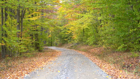 The-beauty-of-the-colored-leaves-falling-in-the-autumn-season-in-slow-motion