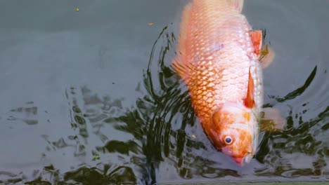 a fish floats lifelessly in murky water