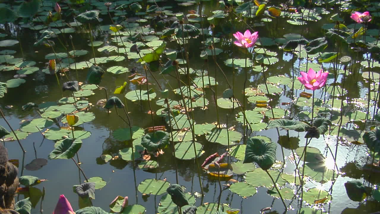 el sol se refleja en un estanque a través de nenúfares y flores de loto