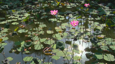 太陽反射在池<unk>上 透過百合花和蓮花