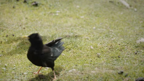 two alpine choughs looking and taking a few wing swing or taiking off from the green gras in the mountains