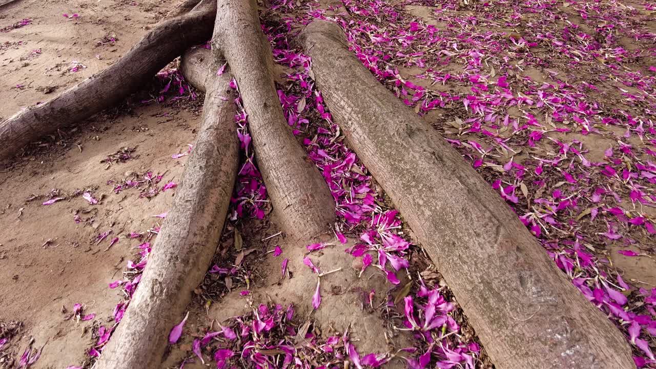 vastas raíces de un árbol viejo con pétalos de flores moradas caídos