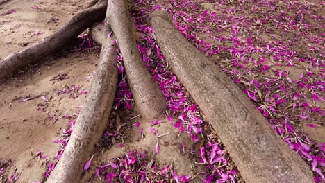 vast roots of an old tree with fallen purple flower petals