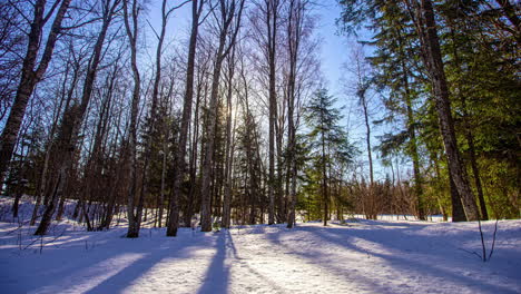 shadow of trees moving on a partly cloudy windy day