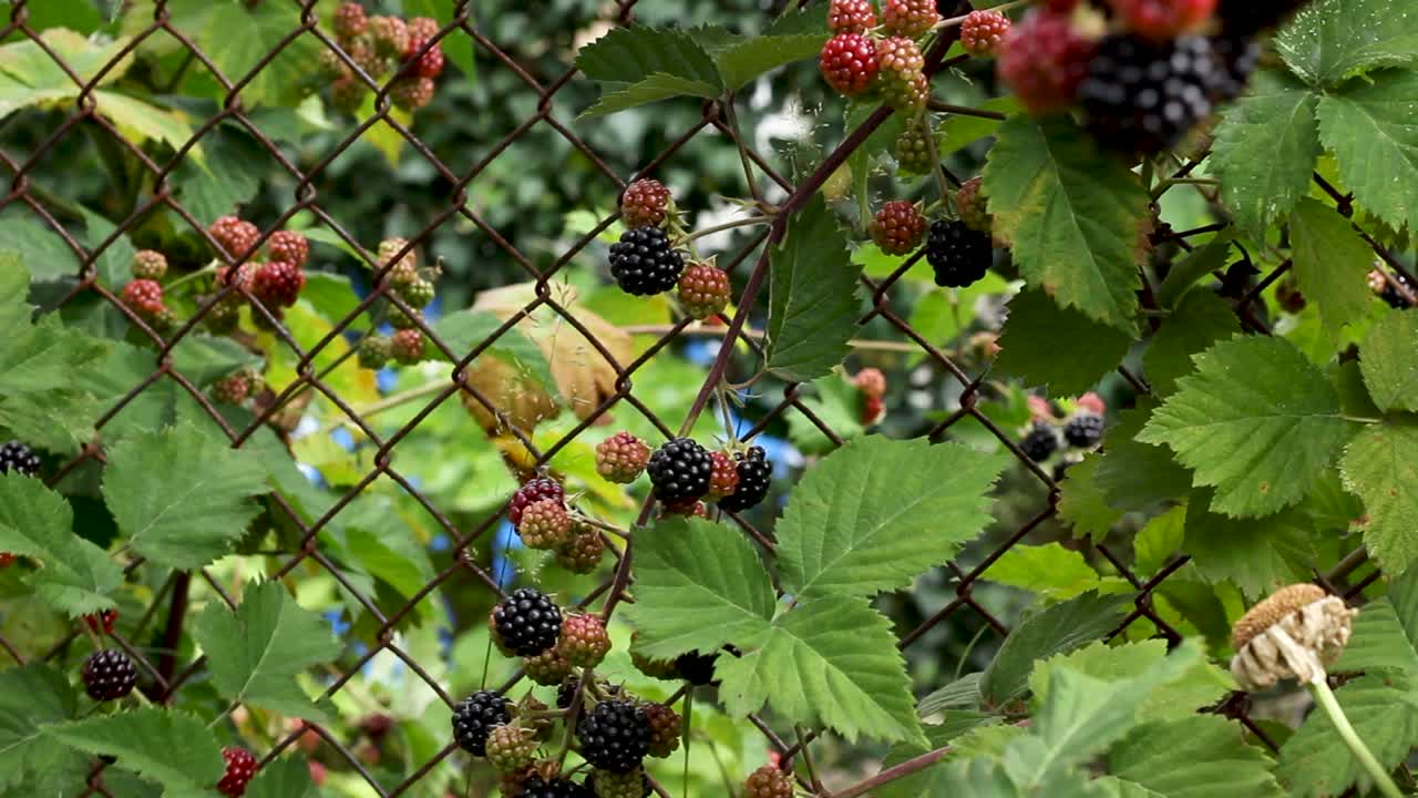 와이어 메쉬 울타리에 정원에서 자라는 블랙베리 과일, 판닝  ⁇
