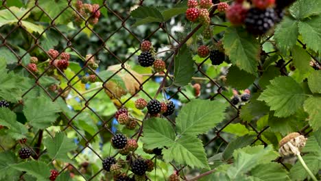 Blackberry-fruit-growing-in-garden-on-wire-mesh-fence,-panning-shot